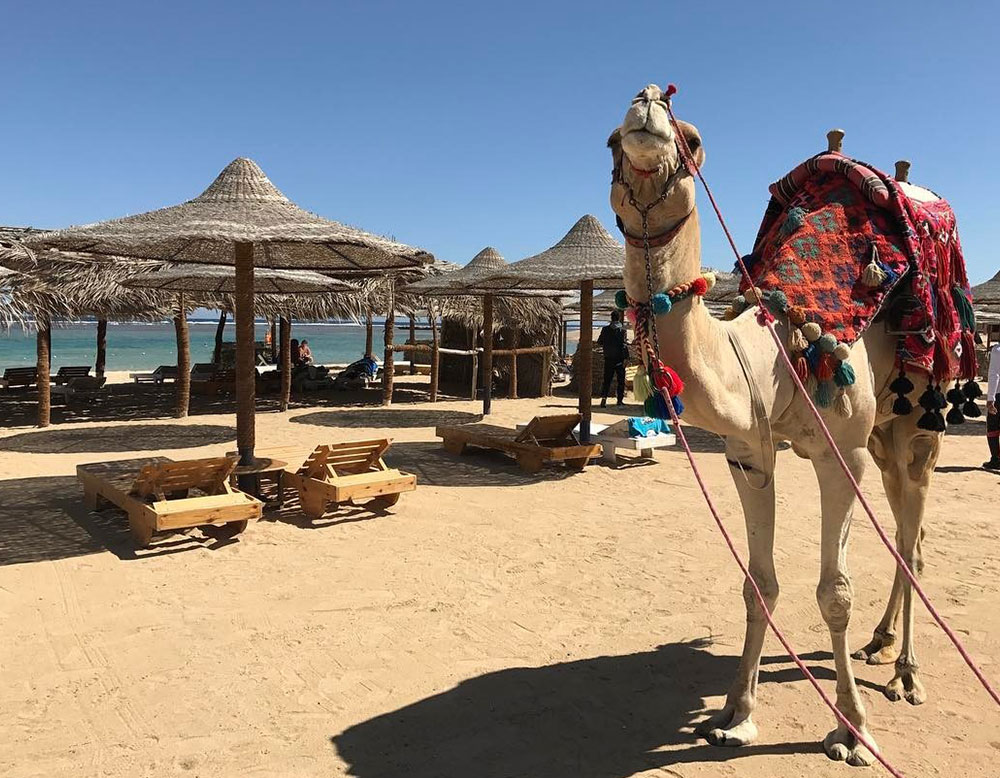 Horse and camel rides
